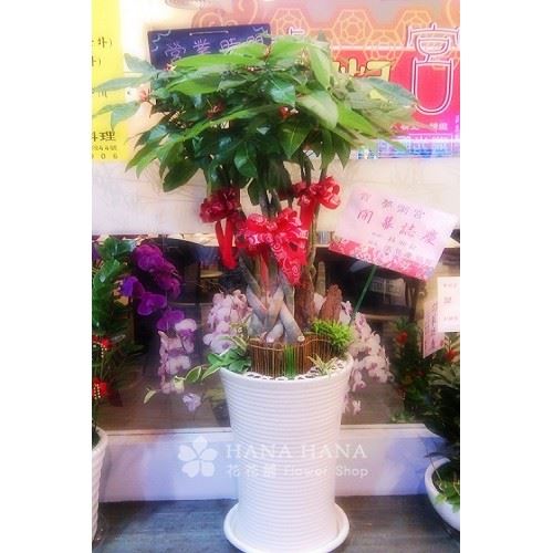 發財樹 - 冬季缺貨